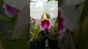 Cattleya percivaliana semi-alba