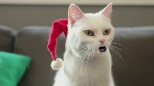 Кот поет Jingle Bells