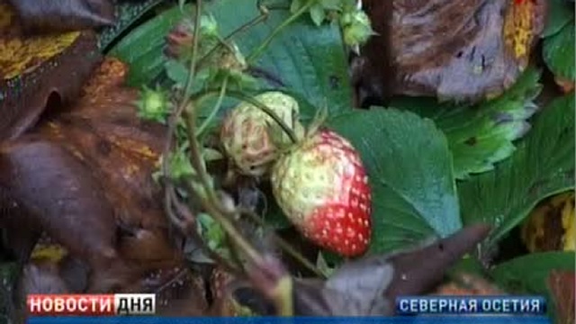 В Северной Осетии начала созревать клубника
