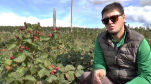 Секреты от ягодной фермы "ЯГОДАР"