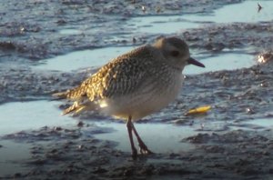 Птицы Новгородской области, Тулес, Pluvialis squatarola, 10.10.2022