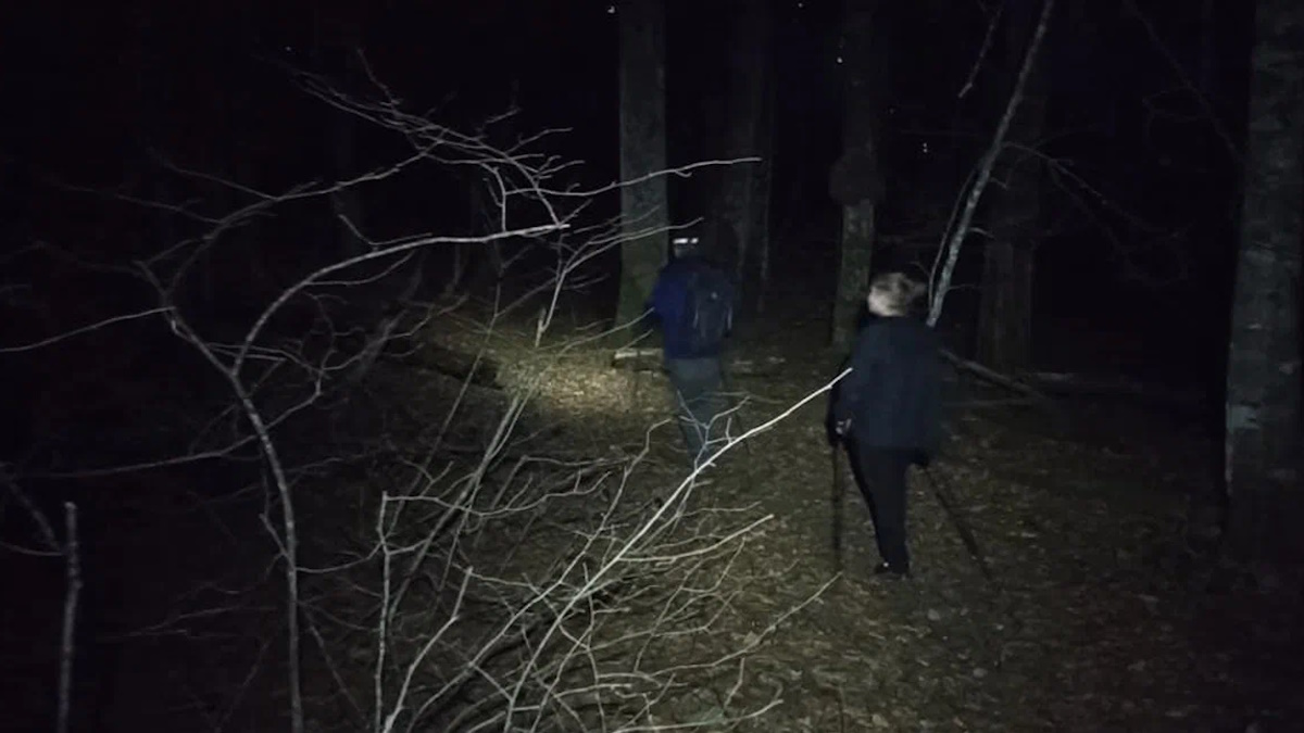 Алтайский заповедник тигирек. В лесах и на горах 5. В лесах и на горах (2010). Туризм в лесу. Хвойные леса норвегии.