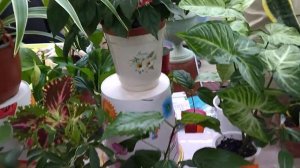 Очень красивые и разнообразные  комнатные растения на выставке .