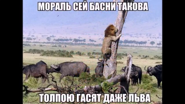 Сообща гасят даже льва смотреть онлайн