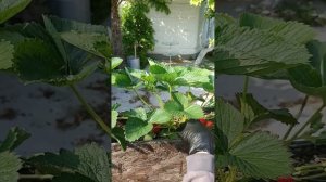 клубника сорт Мурано обзор. Питомник " Земляничная Исландия" рассада под заказ.