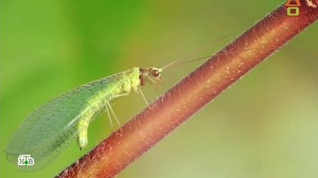 Dachni otvet 16.06.2019 дачный ответ на remont-online.net смотреть онлайн