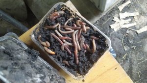 Что будет с выползками после МЕСЯЦА хранения