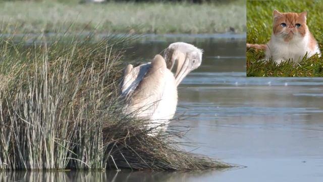 Кудрявый пеликан - Pelecanus crispus.mp4