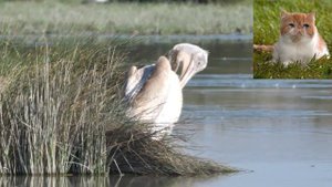 Кудрявый пеликан - Pelecanus crispus.mp4