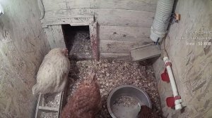 Курятник. Жизнь в курятнике. Можно покормить онлайн. Chicken coop stream. Online feed