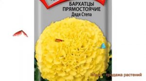 Бархатцы прямостоячая Дядя Степа (dyadya stepa) ? обзор: как сажать, семена бархатцев Дядя Степа