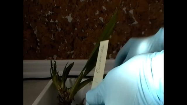 Мои мильтонии Golden Wonder, Castanea на 21.03.18 смотреть онлайн