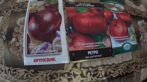 ЛУК КРАСНЫЙ,  ПЛОСКИЙ из семян на репку.