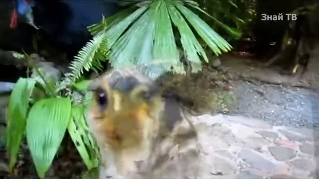 Казуар - интересные факты,австралийский динозавр, САМАЯ ОПАСНАЯ птица в мире и любящий отец! смотреть онлайн