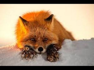 Добываем лису.