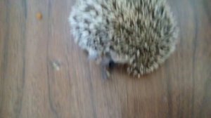 ежик в спячке