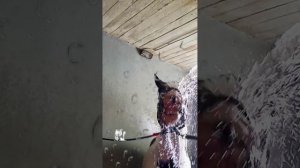 Недавно в Донатском чате обсуждали, как приучить лошадь мыться, если она боится воды.
