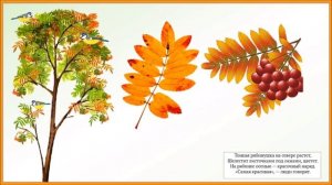 Лес осенью  Дары леса