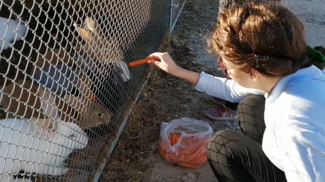 Кормление кроликов #активныйотдых #видеопроживотных #кролики #наферме смотреть онлайн