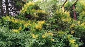 Жёлтая акация в Сочи.