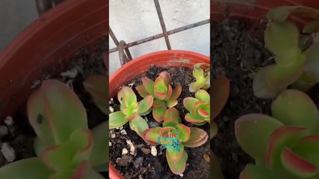 Crassula capitella campfire sukulen #sukulen #succulent #plantas смотреть онлайн