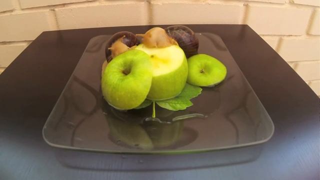 Snails (улитки) смотреть онлайн