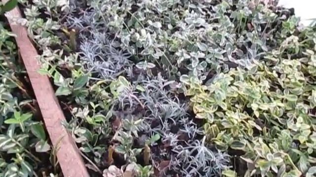 Черенкование бересклета. Как размножать черенкованием.