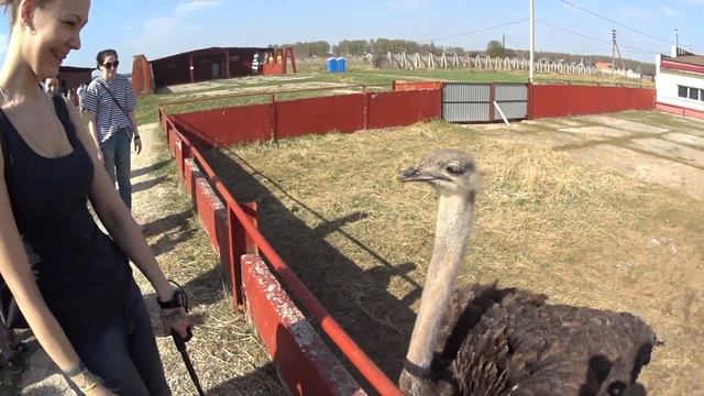 Поездка на страусиную ферму смотреть онлайн