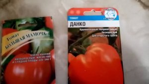 Томаты "БОЛЬШАЯ  МАМОЧКА" и "ДАНКО" Самые ВКУСНЫЕ. СЛАДКИЕ!!!  Буду Сажать в 2021г. 6 декабря 2020г