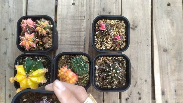 Learn how Gymnocalycium Mihanovichii Variegata - Phân biệt Gymnocalycium смотреть онлайн