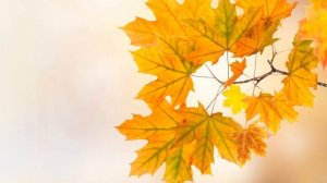 Видео-урок. Занятие № 12