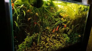 Шесть аквариумов на 550 л. без подмен одним дублем.