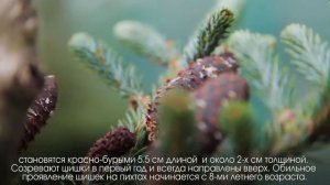 Энциклопедия - Пихта корейская