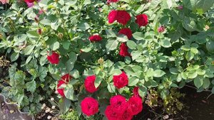 РОЗЫ которые долга держат цветок. ОМАЖ А БАРБАРА, ПОЭЗИЯ, ШАРТРЕЗ ДЕ ПАРМ, ЧЕРРИ ГЕРЛ