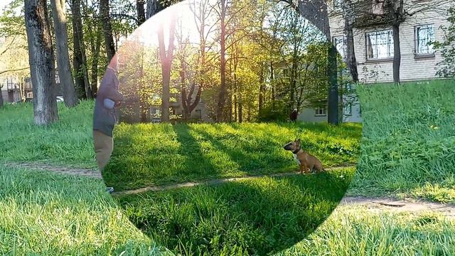 Дрессировка щенка бультерьера. Отработка основных команд. Минибуль Данчик - 6 месяцев.
