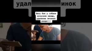 ЛИЧИНКИ ОВОДА/ЧЕРНЫЕ ТОЧКИ/