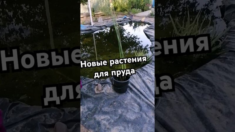 новые растения для пруда