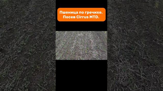 Пшеница по гречихе. Посев Cirrus MTD. #amazone #cirrus #seeder #k5 #kirovets