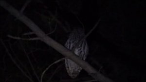 Серая неясыть   Strix aluco