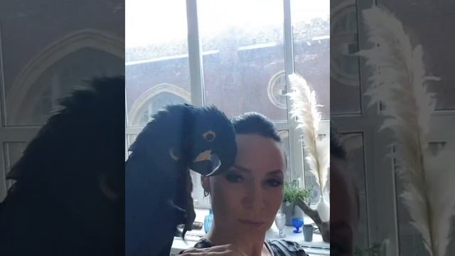 Мы с Ромео на фотосессии!)Ручной попугай.Самый дорогой попугай.Самый большой попугай.Гиацинтовый Ар смотреть онлайн
