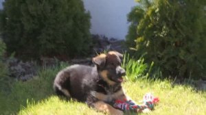 ДРЕССИРОВКА ЩЕНКА Немецкой овчарки.Training German shepherd puppy.Odessa.