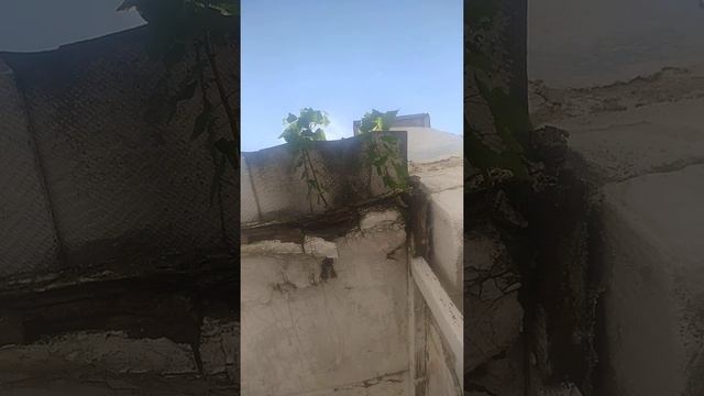 ТОПОЛИНЫЙ ПУХ #ТОПОЛЬ #ПУХ #РОСТКИ смотреть онлайн