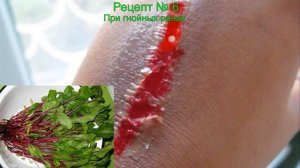 Ботва свеклы, стоит ли выбрасывать Квашенная ботва свеклы, сок, настой, отвар, целебные свойства