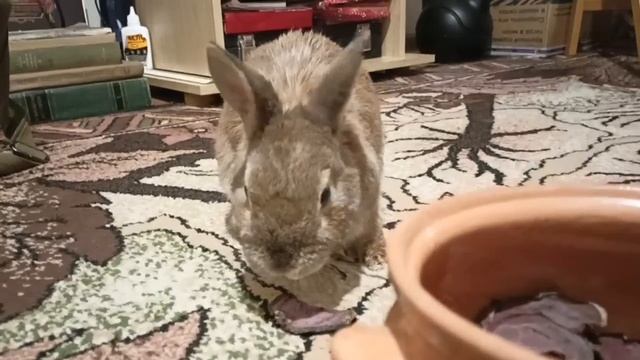 Что это? О, сушеные овощи!