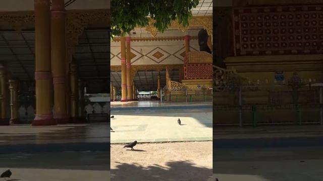 giving food to the birds in Myanmar(Burma