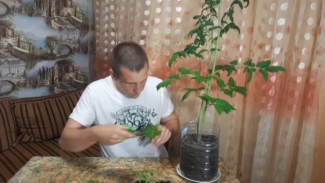 Выращивание помидор на балконе. Серия 3.