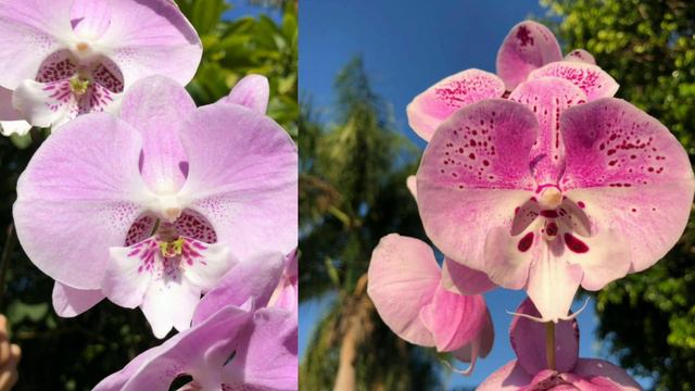 Phalaenopsis Liu's Tripince смотреть онлайн