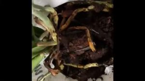 Чёрные жучки на орхидее, панцирные клещи и как избавиться