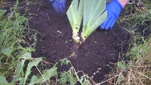 Правильная пересадка ирисов.Correct transplant of irises.