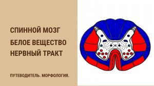 Спинной мозг. Белое вещество. Нервный тракт